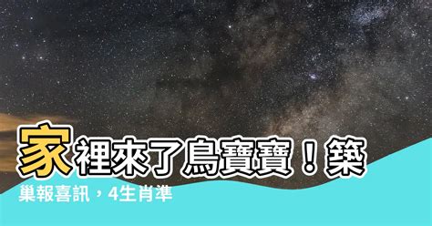 家裡有鳥築巢 飛星盤